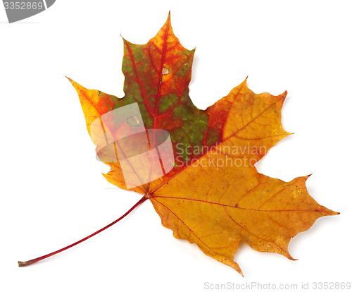 Image of Multicolor autumn maple-leaf on white background