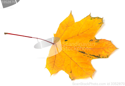 Image of Yellow autumn maple-leaf