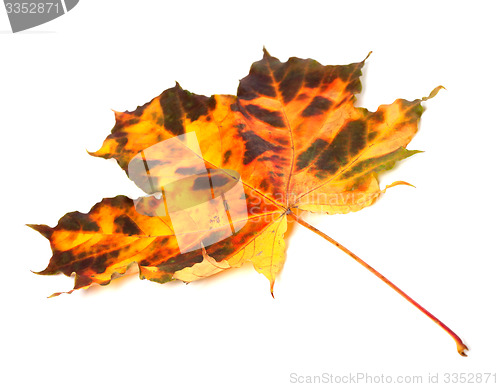 Image of Multicolor autumnal maple-leaf on white background