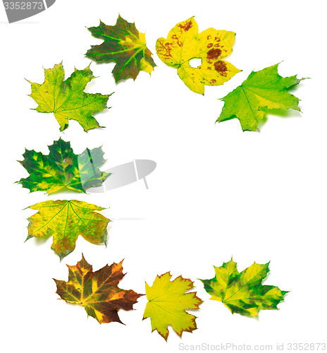 Image of Letter C composed of maple leafs