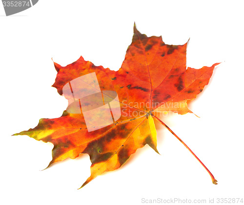 Image of Multicolor autumn maple-leaf