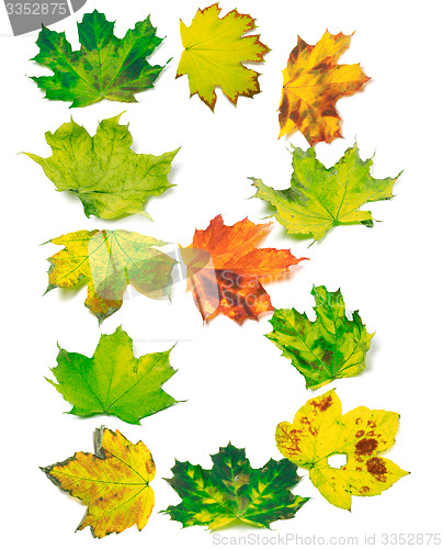 Image of Letter B composed of maple leafs