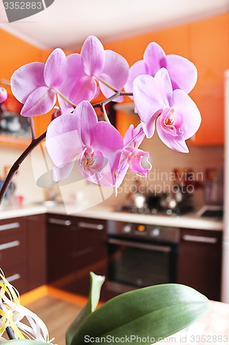 Image of pink orchids in luxurious kitchen