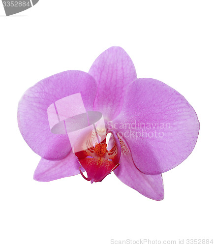 Image of flower of pink orchid isolated