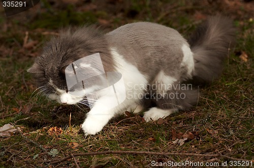 Image of playful cat