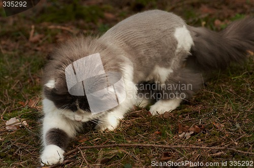 Image of playing cat