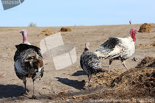 Image of turkeys in the village