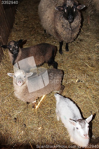 Image of Sheep in the stall