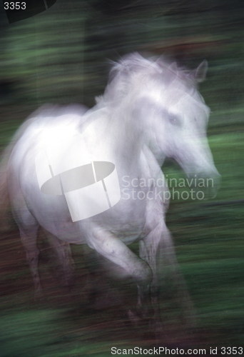 Image of White running horse