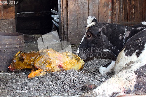 Image of cow taking care of its just newborn calf