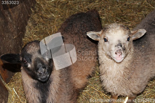 Image of Sheep in the stall