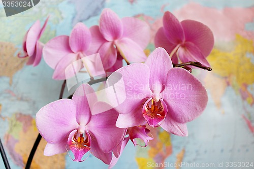 Image of Orchid in geography class