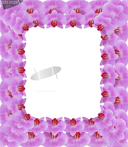 Image of frame from pink petals of orchid