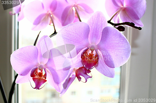 Image of Fine branch of a blossoming pink orchid