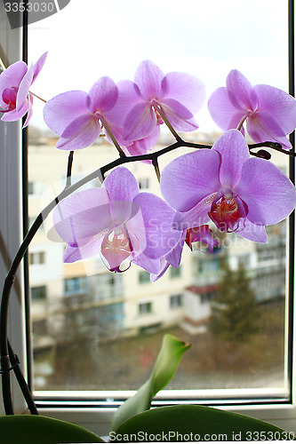 Image of Fine branch of a blossoming pink orchid