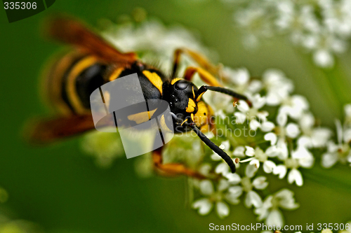 Image of wasp on white flower