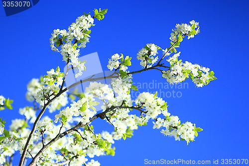 Image of branches of blossoming tree of plum