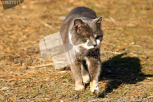 Image of rural cat going for a walk