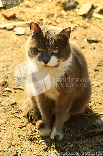 Image of nice rural cat