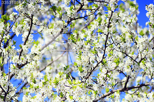 Image of blossoming spring tree on background of blue sky
