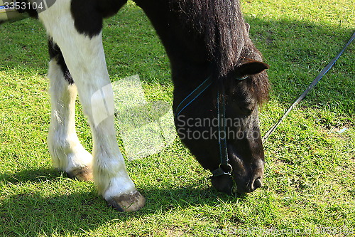 Image of rural horse grazing on the pasture