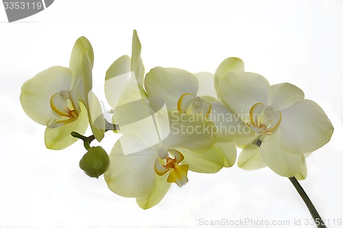 Image of white orchid isolated