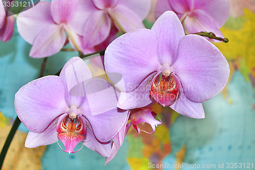 Image of flowers of orchid on the background of map