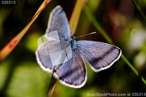 Image of blue butterfly