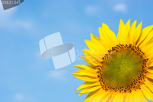 Image of Sunflower against the blue sky.