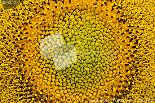 Image of Sunflower close-up.