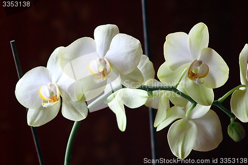 Image of white orchid