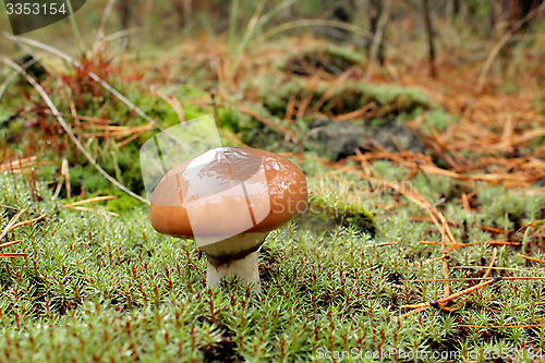 Image of mushroom in the moss