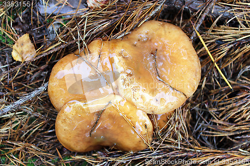 Image of nice mushrooms of Suillus