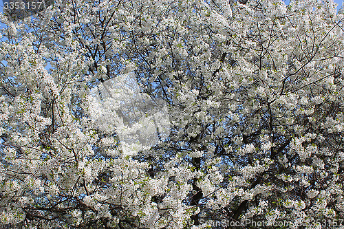 Image of branch of blossoming cherry