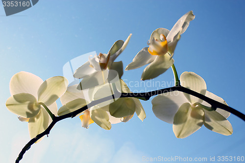 Image of a blossoming yellow orchid