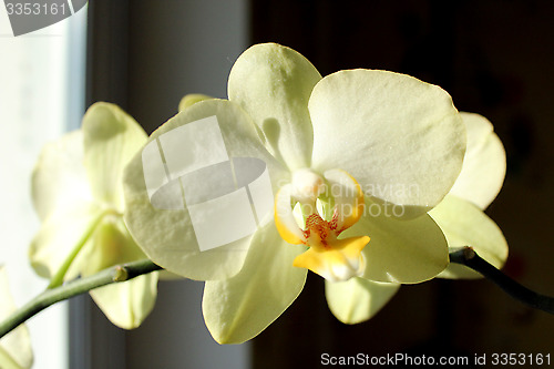 Image of a blossoming yellow orchid