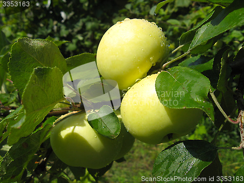 Image of branch with ripe apples