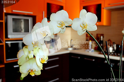 Image of branch of blossoming orchid in luxurious kitchen