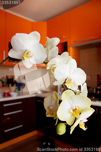 Image of branch of blossoming orchid in luxurious kitchen