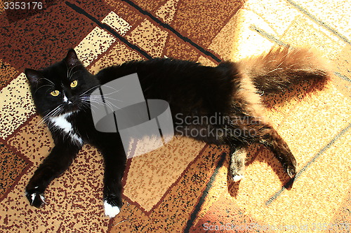 Image of black cat lolling about on the carpet