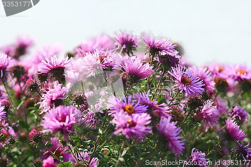 Image of flowers of red beautiful asters