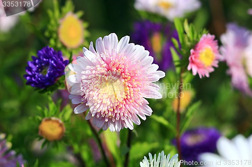 Image of pink and blue beautiful asters