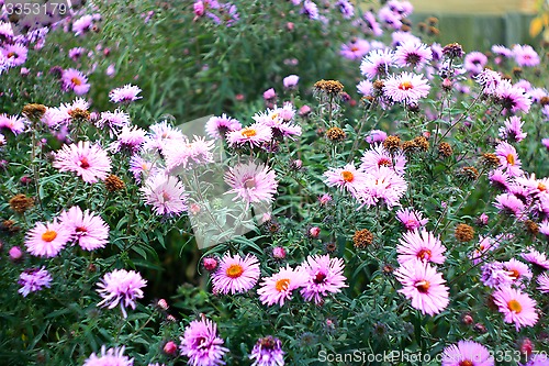 Image of flowers of red beautiful asters