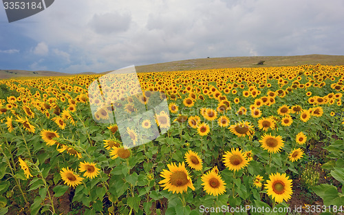 Image of field of blooming sunflowers