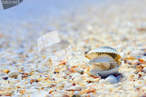 Image of open shells on beach