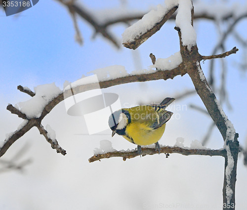 Image of Titmouse on a tree