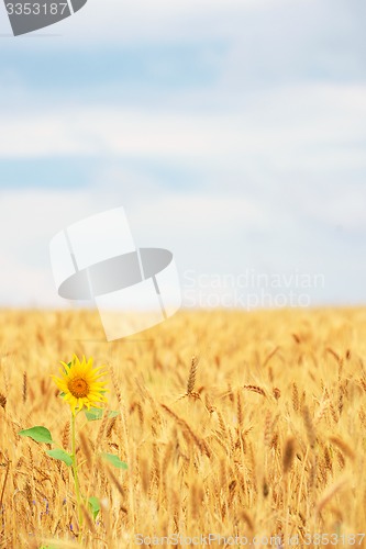 Image of Sunflower in cereal field