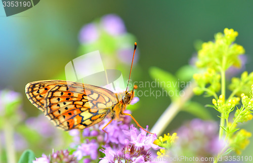 Image of Butterfly (Polyommatus)