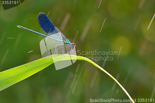 Image of dragonfly in forest