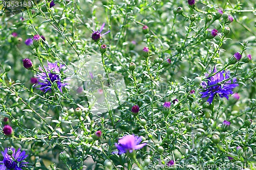 Image of flowers of blue little beautiful asters